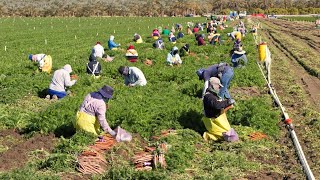 How American Farm Workers Harvest Millions Of Tons Of Vegetables  Farming Documentary [upl. by Ettennek]