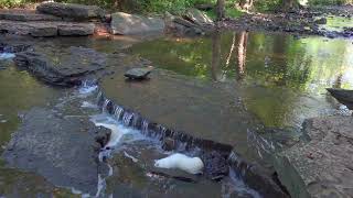 Trail hiking by creek Glen Forest Preserve Nature in Lemont Illinois Sony FDR AX700 4K HDR [upl. by Kyle]