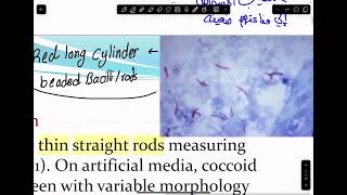 16Mycobacteria amp Spirochaetes part 1 [upl. by Theola]