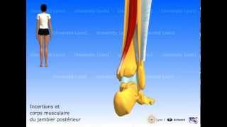 Les muscles de la jambe  loge post  plan profond [upl. by Atteinotna887]