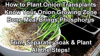 How to Fertilizer amp Plant Onion Transplants  All the Steps Know Your Onion Growing Zone [upl. by Ayrolg873]