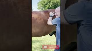 A BELLY SCRATCH ADJUSTMENT 😂 animalchiropractor [upl. by Hooge]