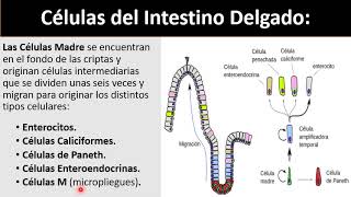 Células del Intestino Delgado [upl. by Livi]