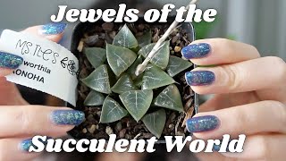 Haworthia Collection Video  8 Haworthia Hybrids  Window Haworthia Care Tips [upl. by Norabal]