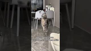 funny werecat funnypets nocat petvideos pets hotcat [upl. by Ibrab]