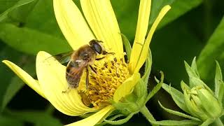 Common Drone Fly Licks Helianthus Lemon Queen Flowers [upl. by Llednar173]