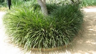 Liriope gigantea  Giant LilyTurf [upl. by Dolph]