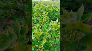 Catan is beautifulpunjabisong newsong mashallahcute verybeautifullnaturemusic myfirstvlog [upl. by Uhayile]