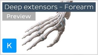 Deep Extensors of the Forearm preview  Human Anatomy  Kenhub [upl. by Westberg]