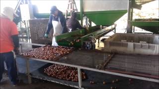 Linea de Proceso de Nueces Buin 2014 [upl. by Anasor]