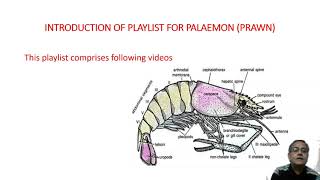 Introduction and structure of Prawn [upl. by Yttisahc]