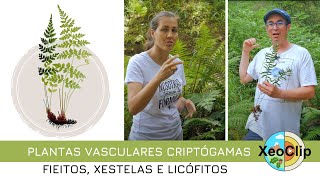 Plantas criptógamas vasculares Fieitos colas de cabalo e licófitos  XeoClip [upl. by Saunder949]