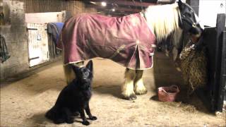 Doggy Stable Hand  leads horses takes off rugs removes and replaces haynets and much more [upl. by Fitzgerald]