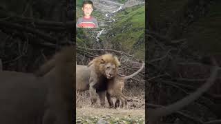 Wild Lioness In Wild Forest With Lions [upl. by Eidda]