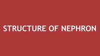 Structure of Nephron  Dr Shikha Parmar [upl. by Ydaj]