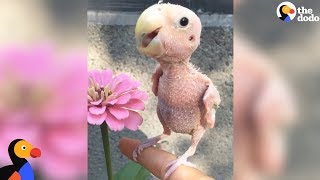 Naked Bird Who Lost Her Feathers Is So Loved Now  The Dodo [upl. by Eidson225]