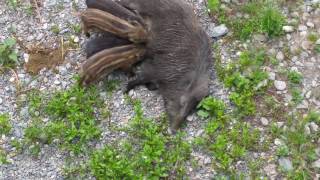 Auguri alle Mamme ma proprio tutte Video Mamme cinghiale allattano i cuccioli nel Bisagno [upl. by Anotal]