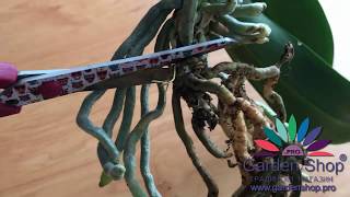 How to propagate orchid from roots separate [upl. by Gherardi]