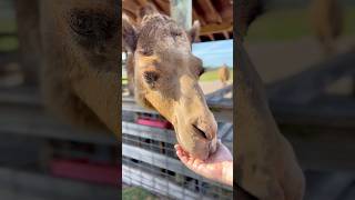 Camel snacks for the camels [upl. by Ttergram]