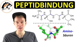 Peptide amp Peptidbindung Aminosäuren  Chemie Tutorial [upl. by Ilak]