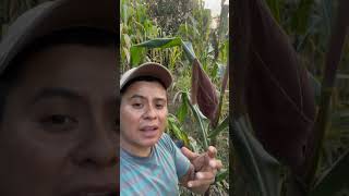 Maíz criollo alto en antioxidantes “antiocianina” anticanceroso salud maiz sustainable milpa [upl. by Nylkoorb101]