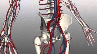 Veins of the body  PART 2  Anatomy Tutorial [upl. by Senecal]