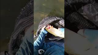 Another miracle fish trout fish fishing flyfishing river outdoors nature colorado subscribe [upl. by Ocsisnarf]