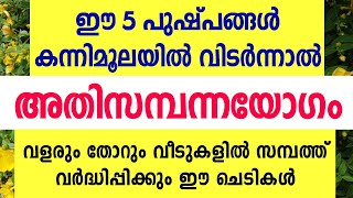 കന്നിമൂലയിൽ വളരുംതോറും വീടുകളിൽ സമ്പത്ത് വർദ്ധിപ്പിക്കുന്ന 5 ചെടികൾ Astrology malayalam [upl. by Eimmak130]