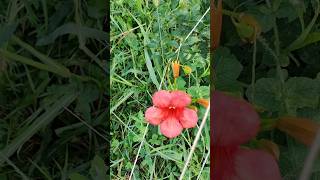 trombetta cinese 😁 short nature chinesetrumpet [upl. by Akinam320]