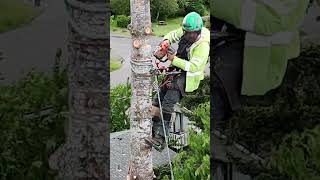 Tree delivery made easy [upl. by Josey]