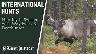 Hunting in Sweden with Waydwerk amp Deerhunter [upl. by Rehsu385]