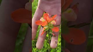 Can u Name That Flower What Blooms in June Texas summer texas flowers science newmusic bloom [upl. by Are318]