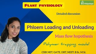 Phloem Loading and Unloading  Mass Flow Hypothesis  Source and Sink  Polymer Trapping In English [upl. by Eentrok299]