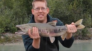 Fishing in Alaska Part 3  catching silver salmon and chum salmon [upl. by Gibbons]