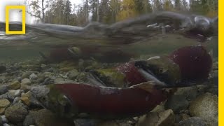 Millions of Salmon Return Home  National Geographic [upl. by Darryl340]