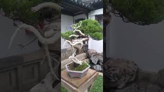 asmr bonsai plants satisfying shorts [upl. by Ojillek]