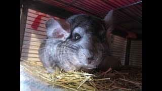 10 Things Chinchilla Owners Should Never Do [upl. by Airbma997]