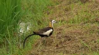 レンカク（2）夏羽と冬羽（近年の動画）  Pheasanttailed jacana  Wild Bird  野鳥 動画図鑑 [upl. by Arraeit]