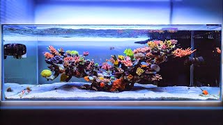 Beautiful Shallow Reef Tank Setup With Tons of SPS Coral [upl. by Ecidnac]