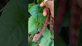 Picking purple peas in my garden gardening harvest [upl. by Avahc]