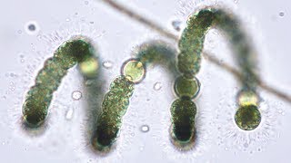 Bluegreen Algae Cyanobacteria from Pond to Lab  Pondlife Episode 2 [upl. by Oicneserc971]