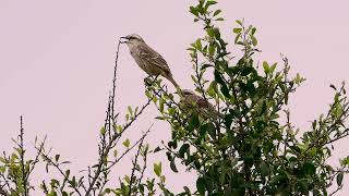 CHALKBROWED MOCKINGBIRD Couple sing Breeding season MIMUS SATURNINUS SABIÁDOCAMPO Wildlife [upl. by Derick]