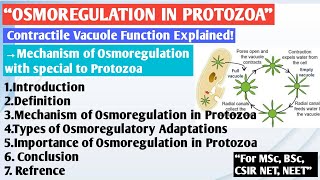 Osmoregulation in Protozoa  Paramecium osmoregulation  Amoeba osmoregulation  Osmoregulation [upl. by Rusert]