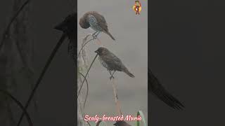 Scalybreasted Munia birds प्रकृतिlove flute relaxingflutemusic nature relaxingflute birds [upl. by Ahsetra]