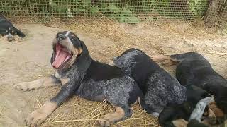 Awesome Bluetick Coonhound puppies at 7 weeks [upl. by Danie796]