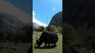 Yak attack shorts yakattack dangerous travel hikinginnepal everestbasecamptrek himalayas [upl. by Benoit595]