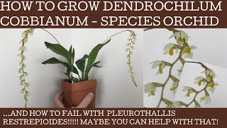 How to grow Dendrochilum cobbianumand my epic FAIL with Pleurothallis restrepioides [upl. by Aicatsue195]