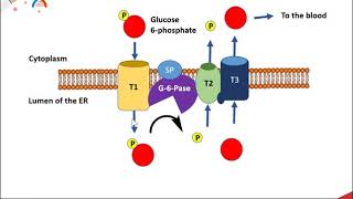 Gluconeogenesis part 3 PEPCK and the Production of Glucose [upl. by Notslar374]