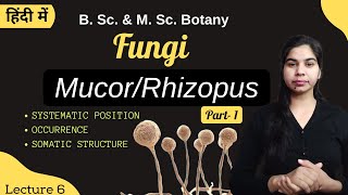 Fungi  MucorRhizopus Part1  in Hindi  Botany  B Sc amp M Sc [upl. by Neros94]