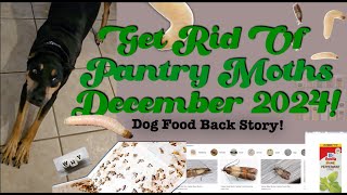 How to get rid of Pantry moths  Kill pantry moths worms in Dog food Purina worm infestation [upl. by Goode]